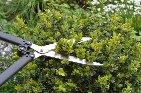 Cost of Boxwood Trimming in Nashua