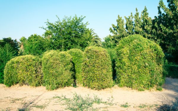 Cost of Bamboo Hedge Removal in Nashua