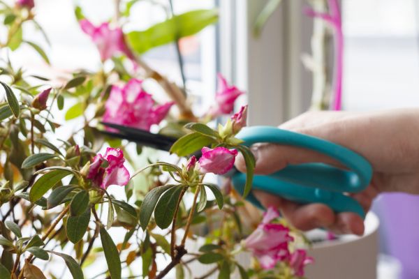 Azalea Pruning in Nashua