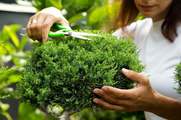 Cost of Juniper Shrub Pruning in Nashua