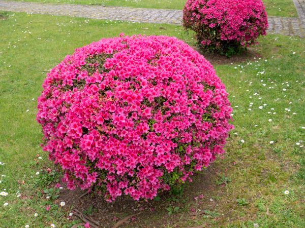 Rhododendron Pruning in Nashua