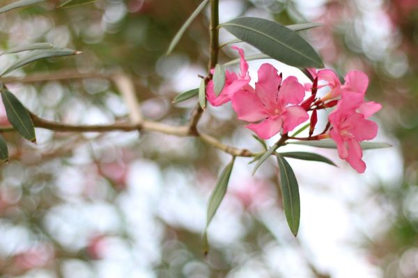 Cost of Oleander Removal in Nashua