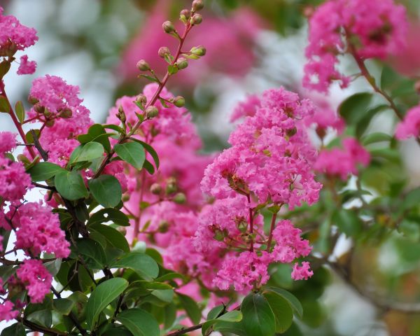 Cost of Crepe Myrtle Removal in Nashua