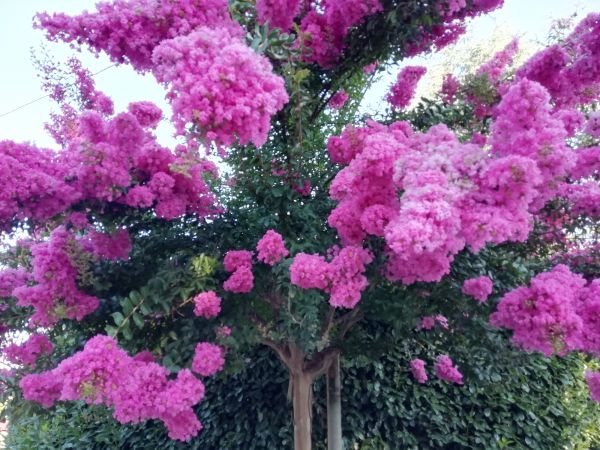 Crape Myrtle Pruning in Nashua