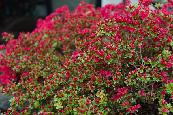 Weigela Removal Service in Nashua