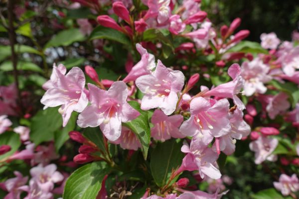 Cost of Weigela Pruning Service in Nashua