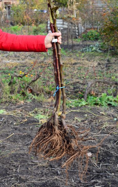 Cost of Shrub Root Removal in Nashua