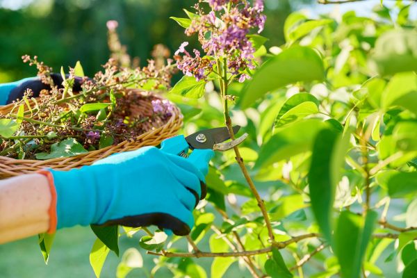 Lilac Trimming Service in Nashua