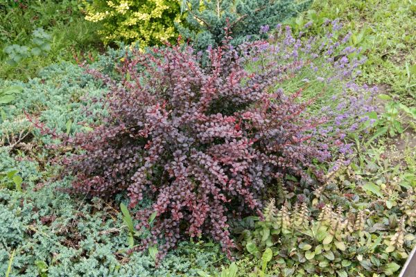 Cost of Japanese Barberry Removal in Nashua