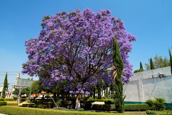 Cost of Jacaranda Pruning in Nashua