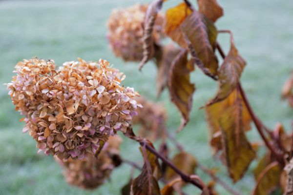 Cost of Hydrangea Removal in Nashua