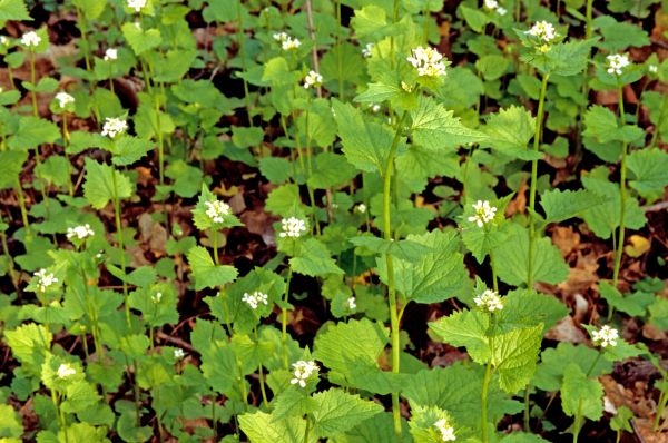 Cost of Garlic Mustard Removal in Nashua