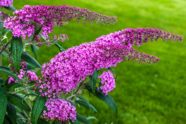 Cost of Butterfly Bush Removal in Nashua