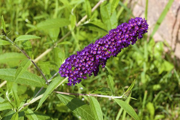 Butterfly Bush Pruning in Nashua