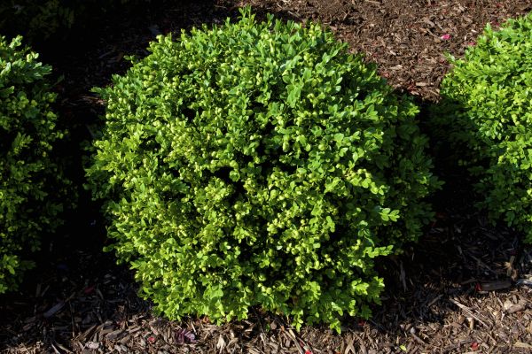 Cost of Boxwood Removal in Nashua