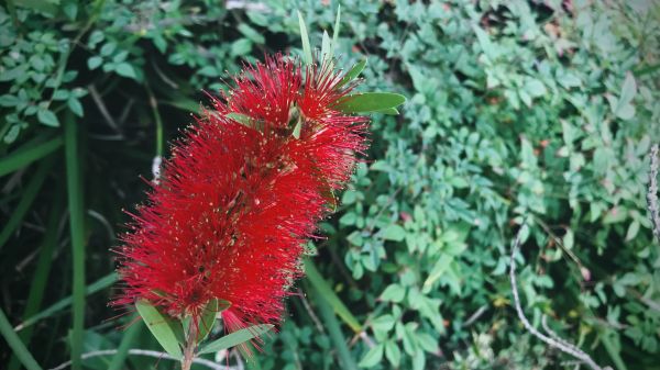 Cost of Bottlebrush Pruning in Nashua