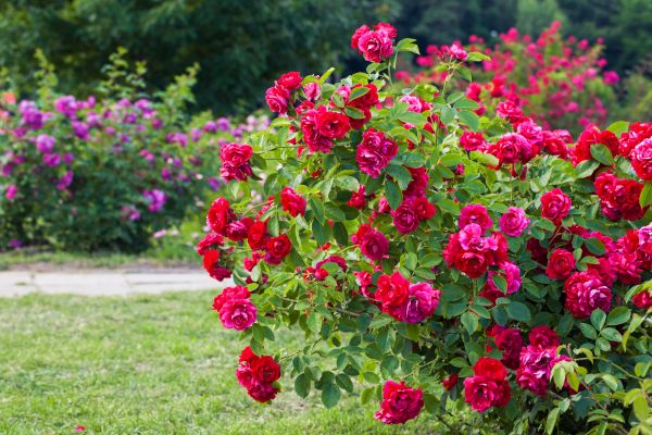 Shrub Trimming in Nashua