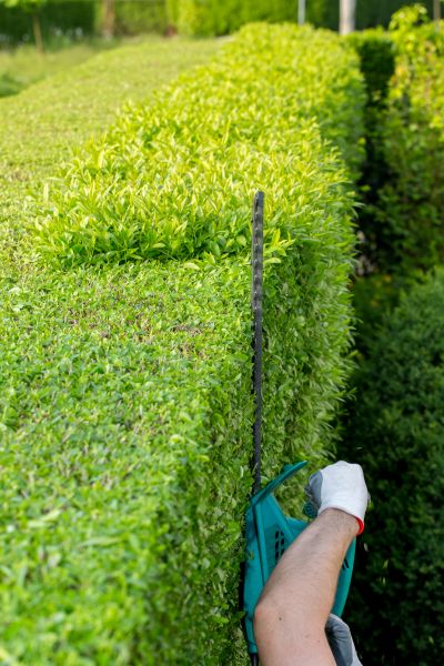 Hedge Trimming in Nashua