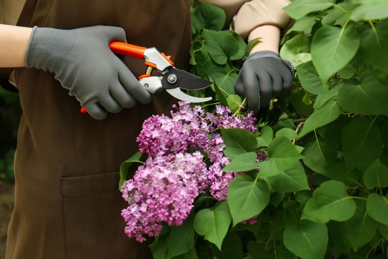 Butterfly Bush Pruning
